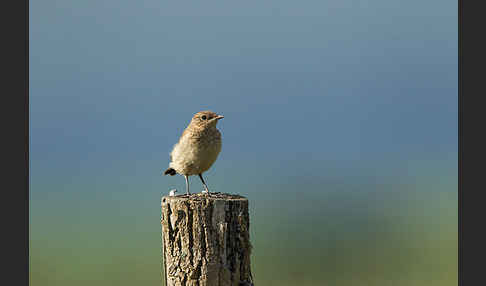 Steinschmätzer (Oenanthe oenanthe)