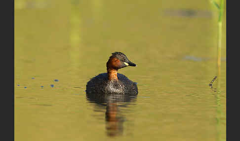 Zwergtaucher (Tachybaptus ruficollis)