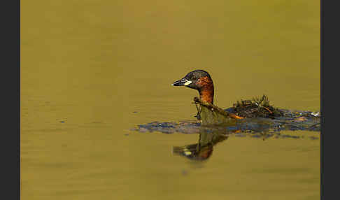 Zwergtaucher (Tachybaptus ruficollis)