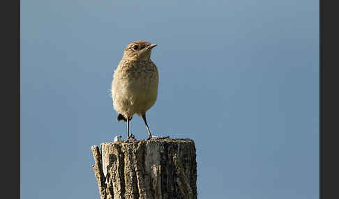 Steinschmätzer (Oenanthe oenanthe)