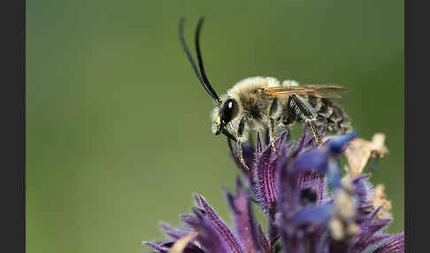 Mai-Langhornbiene (Eucera longicornis)