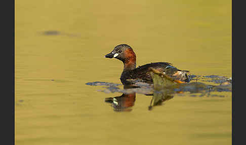 Zwergtaucher (Tachybaptus ruficollis)