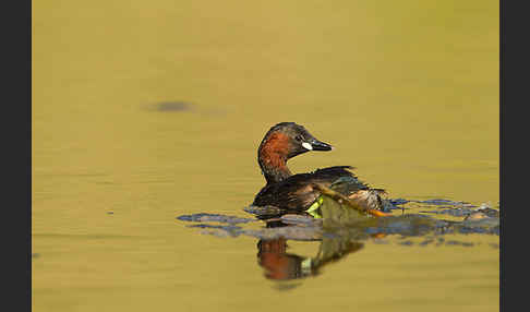 Zwergtaucher (Tachybaptus ruficollis)