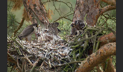 Wanderfalke (Falco peregrinus)