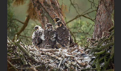 Wanderfalke (Falco peregrinus)