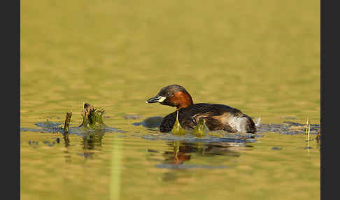 Zwergtaucher (Tachybaptus ruficollis)