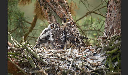 Wanderfalke (Falco peregrinus)