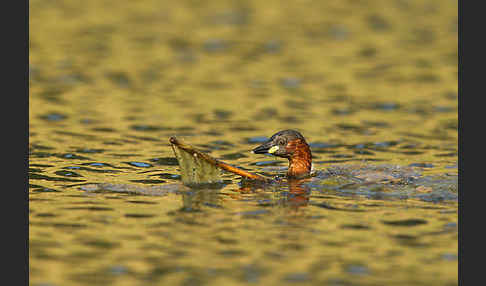 Zwergtaucher (Tachybaptus ruficollis)