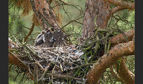 Wanderfalke (Falco peregrinus)