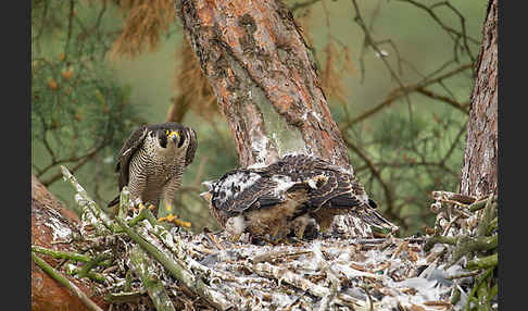 Wanderfalke (Falco peregrinus)