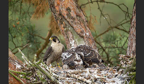 Wanderfalke (Falco peregrinus)