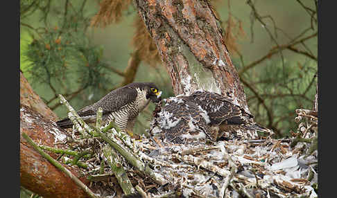 Wanderfalke (Falco peregrinus)