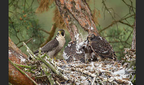 Wanderfalke (Falco peregrinus)