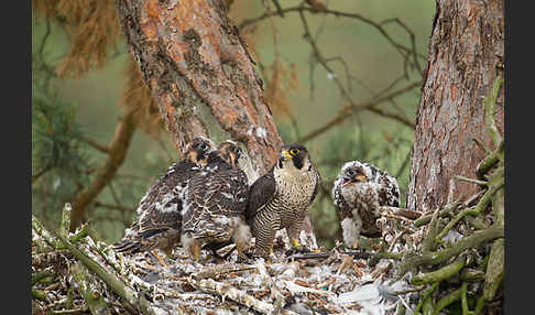 Wanderfalke (Falco peregrinus)