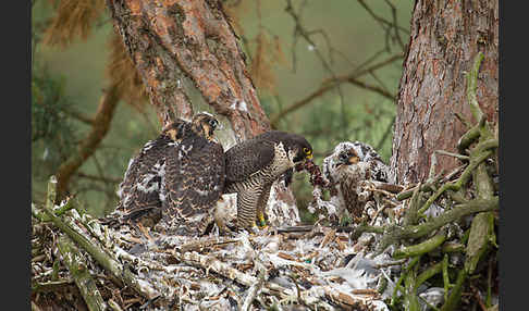 Wanderfalke (Falco peregrinus)