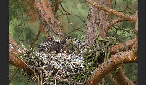 Wanderfalke (Falco peregrinus)