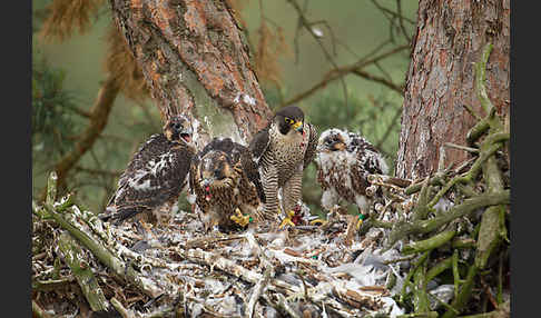 Wanderfalke (Falco peregrinus)