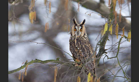 Waldohreule (Asio otus)