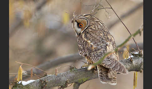 Waldohreule (Asio otus)