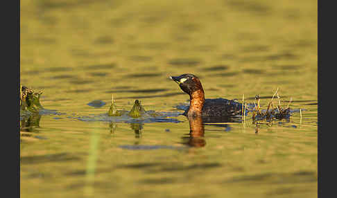 Zwergtaucher (Tachybaptus ruficollis)