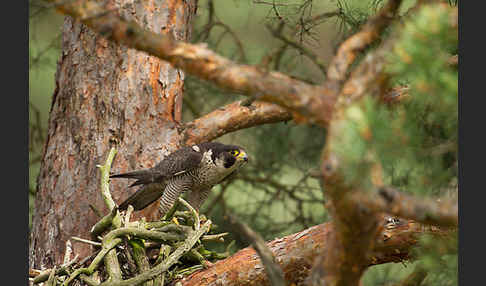 Wanderfalke (Falco peregrinus)