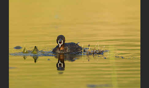 Zwergtaucher (Tachybaptus ruficollis)