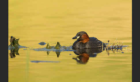 Zwergtaucher (Tachybaptus ruficollis)