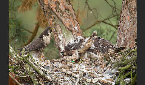 Wanderfalke (Falco peregrinus)