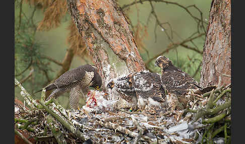 Wanderfalke (Falco peregrinus)