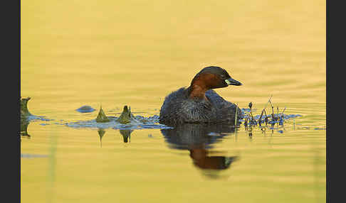 Zwergtaucher (Tachybaptus ruficollis)