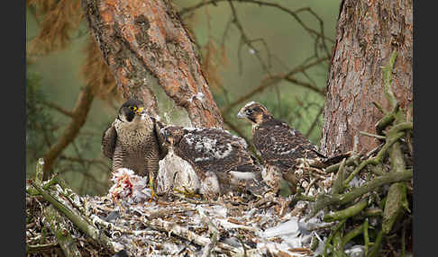 Wanderfalke (Falco peregrinus)