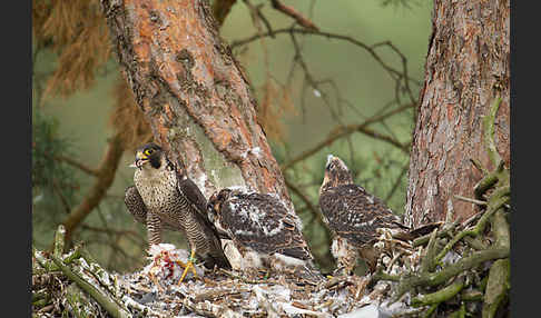 Wanderfalke (Falco peregrinus)