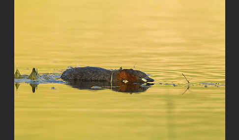 Zwergtaucher (Tachybaptus ruficollis)