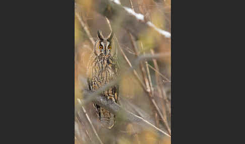 Waldohreule (Asio otus)