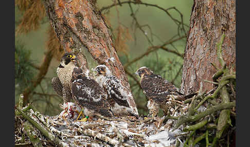 Wanderfalke (Falco peregrinus)