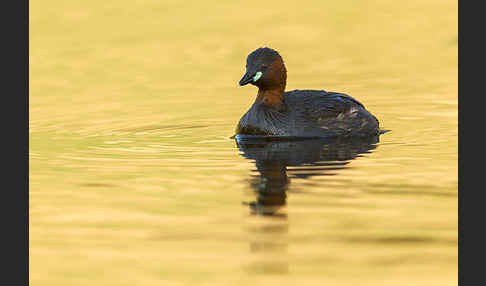 Zwergtaucher (Tachybaptus ruficollis)