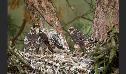 Wanderfalke (Falco peregrinus)