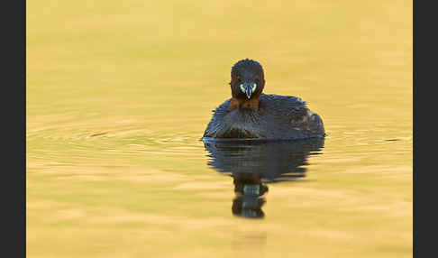 Zwergtaucher (Tachybaptus ruficollis)