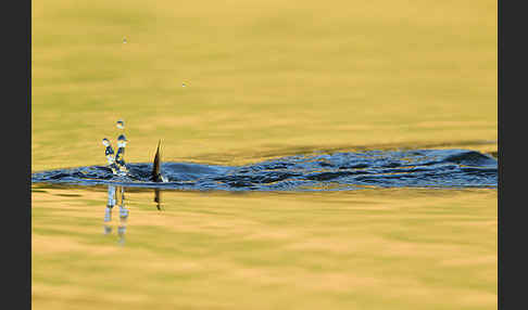 Zwergtaucher (Tachybaptus ruficollis)