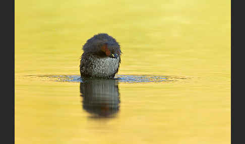 Zwergtaucher (Tachybaptus ruficollis)