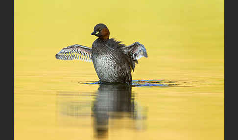 Zwergtaucher (Tachybaptus ruficollis)