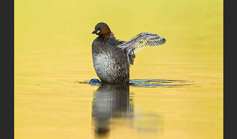 Zwergtaucher (Tachybaptus ruficollis)