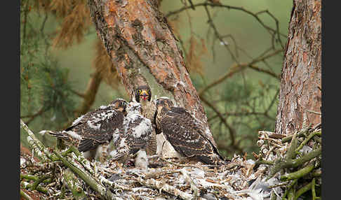 Wanderfalke (Falco peregrinus)