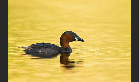 Zwergtaucher (Tachybaptus ruficollis)