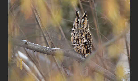 Waldohreule (Asio otus)