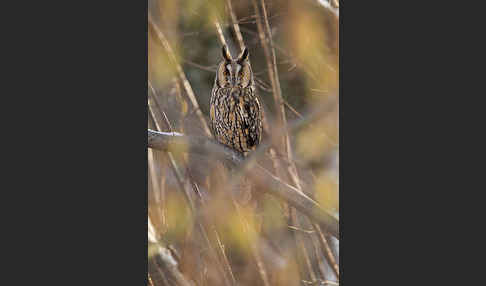 Waldohreule (Asio otus)