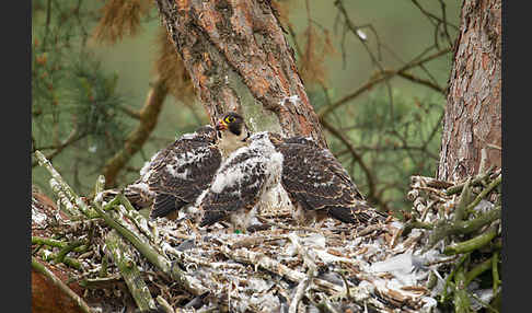 Wanderfalke (Falco peregrinus)