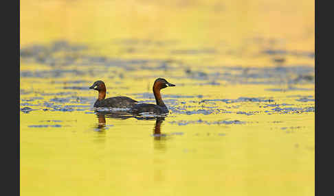 Zwergtaucher (Tachybaptus ruficollis)