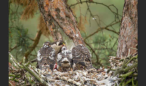 Wanderfalke (Falco peregrinus)