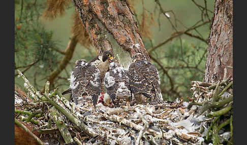 Wanderfalke (Falco peregrinus)